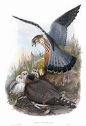 Image result for Merlin Ancient