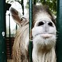 Image result for Lama Animal Baby