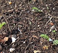 Image result for Daisy Seedlings