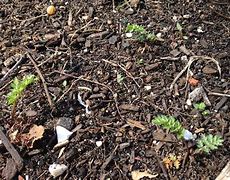 Image result for Daisy Seedlings