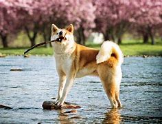 Image result for Akita Pics