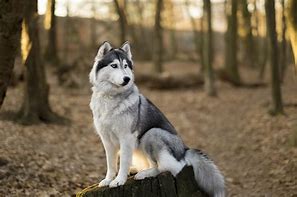 Image result for Anjing Husky