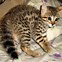 Image result for Domestic Savannah African Serval Cat