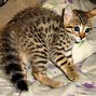 Image result for Svahna Cat