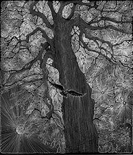 Image result for Scratchboard Tree Art