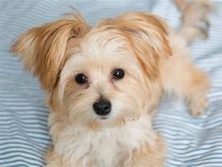 Image result for Maltese X Yorkie