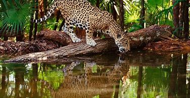 Image result for Wild Animal Jaguar