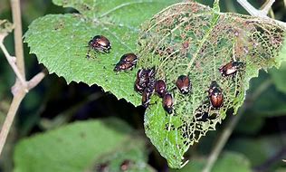 Image result for Bugs Eating Holes in Leaves