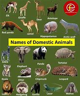 Image result for Wooden Jungle Animals