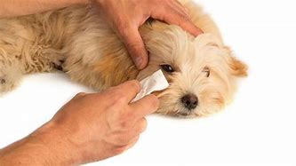 Image result for Clean Dog Eye