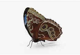 Image result for Blue Morpho Butterfly Wings Closed