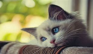 Image result for Sad Kitty Cat Faces