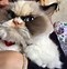 Image result for Grumpy Cat Species