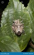 Image result for Baby Stink Bug