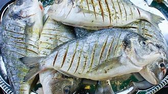 Image result for Ikan Makan Ikan