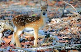 Image result for Newborn Deer Fawn