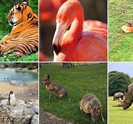 Image result for Animals in Whipsnade Zoo