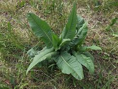 Image result for 5 Leaf Weed Identification