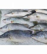 Image result for Ikan Kakap Putih Jantan