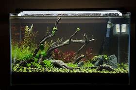 Image result for Tank Float Tree