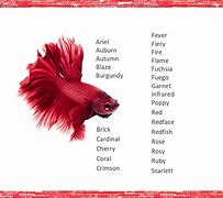 Image result for Betta Fish Name Blue and Red