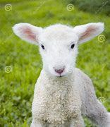 Image result for Cute Baby Lamb Smiling Brown