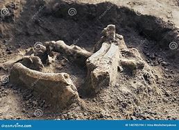 Image result for Archaeological Human Bones