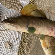 Image result for Arkansas Fish