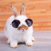 Image result for Super Cute Baby Bunnies