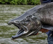 Image result for King Salmon Fish