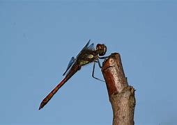 Image result for Flying Dragon Animal