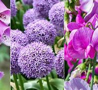 Image result for Purple Twist Annual Flower