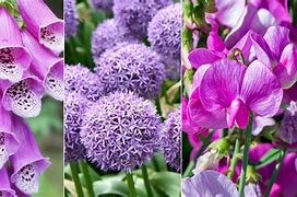 Image result for Kinds of Purple Flowers