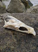 Image result for Fish Skull