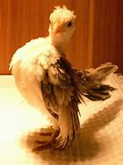 Image result for Malaysia Serama Chicken