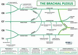 Image result for Brachial Plexus Roots