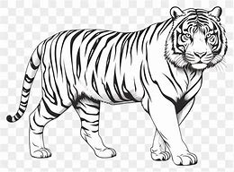 Image result for White Tiger Clip Art