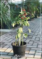 Image result for Roselle Plant