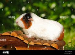 Image result for Guinea Pig From Side