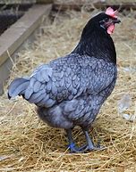 Image result for Blue Plymouth Rock Chicken