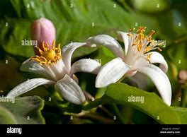 Image result for Lemon Tree Stem