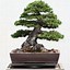 Image result for Pine Tree Forest Bonsai