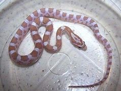 Image result for Gold Dust Corn Snake