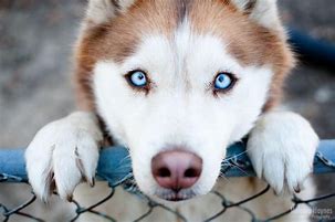 Image result for Husky Dog PFP