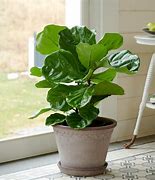 Image result for Tufty Plants