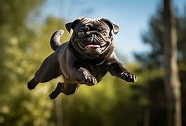 Image result for Black Pug Ai