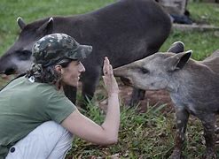 Image result for tapir habitat loss