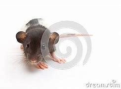 Image result for dumbo fancy rat