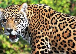 Image result for Jaguar Photography