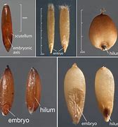 Image result for Caryopsis Fruit